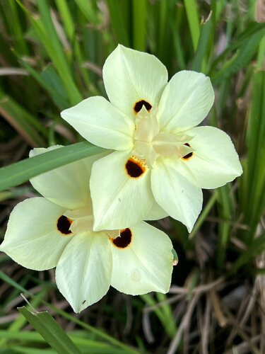 Dietes Bicolour
